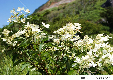 ノリウツギ(サビタ)の花・箱根大涌谷に必死に咲く・横位置 ノリウツギ(サビタ)の花・箱根大涌谷に必死に咲く・横位置 5343727