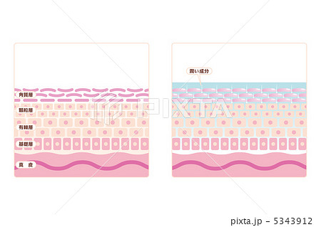 スキンケア-3■化粧水・肌・皮膚・断面図・説明あり スキンケア-3■化粧水・肌・皮膚・断面図・説明あり 5343912