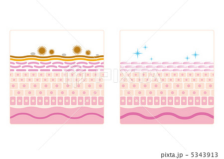 スキンケア-2■洗顔・肌・皮膚・断面図・説明なし スキンケア-2■洗顔・肌・皮膚・断面図・説明なし 5343913