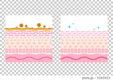 皮膚護理2■面部清潔劑·皮膚·皮膚·剖面圖·無解釋 5343913
