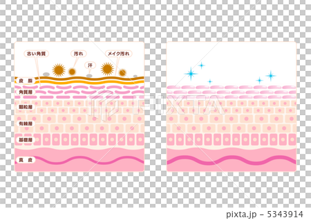 皮膚護理1  - 面部清潔 - 皮膚·皮膚·剖面圖·有說明 5343914