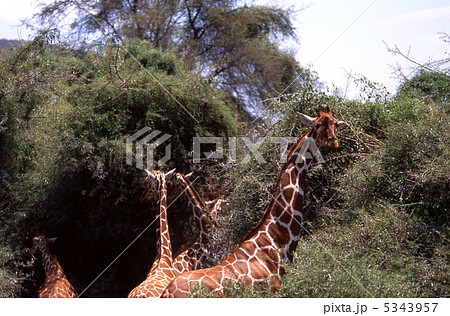 葉を食べるアミメキリン 葉を食べるアミメキリン 5343957