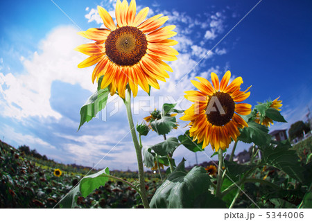 残暑お見舞い申し上げます。 残暑お見舞い申し上げます。 5344006