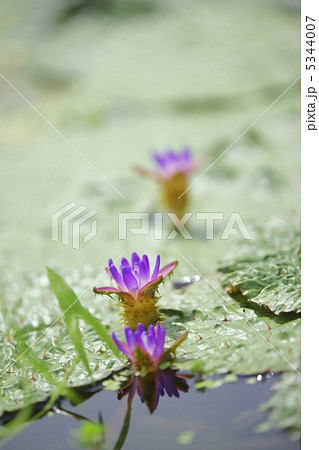 オニバス自生地（埼玉県加須市） 5344007