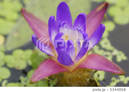 オニバス自生地(埼玉県加須市) オニバス自生地(埼玉県加須市) 5344008