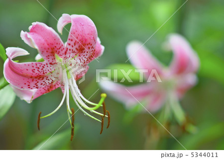 鹿の子百合・ピンク 5344011