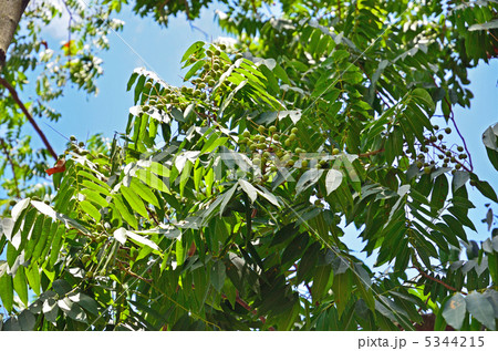 樹木・ムクロジ　ムクロジ科 5344215