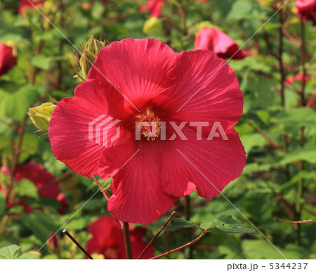 芙蓉 5344237