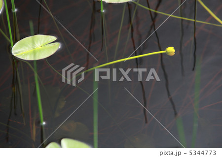 オゼコウホネ 5344773