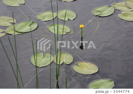 オゼコウホネ 5344774