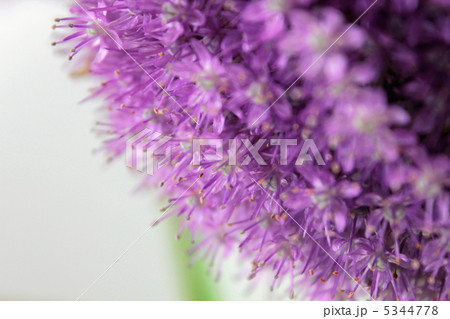 ハナネギ ハナネギ 5344778