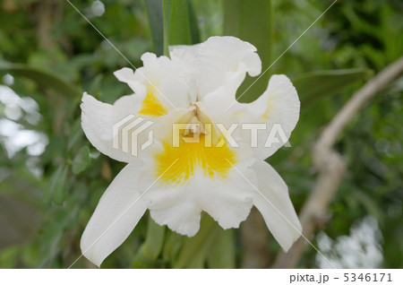 カトレヤ 5346171