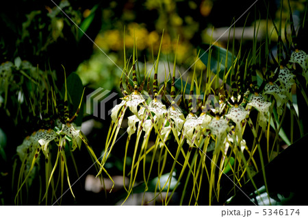 ブラッシア ブラッシア 5346174