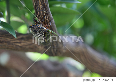 クマゼミ 5346214