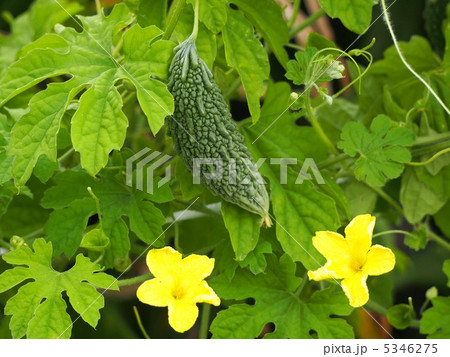 ゴウヤ ゴウヤ 5346275