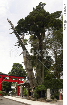 静岡県下田市白浜・白濱神社と御神木・薬師の柏槙 5346824