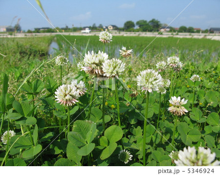 しろつめ草 5346924
