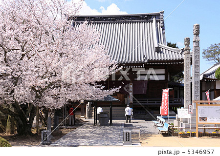 春の四国霊場第72番札所「曼荼羅寺」本堂前の桜とお遍路さん 5346957