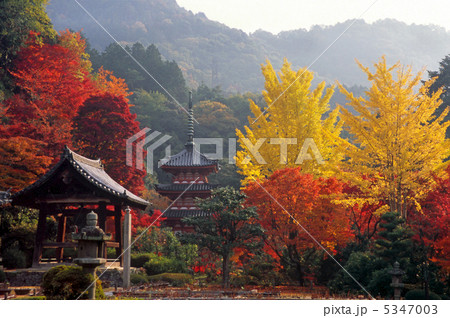 京都　三室戸寺の秋 5347003