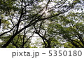 木漏れ日 5350180