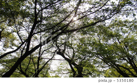 木漏れ日 木漏れ日 5350180