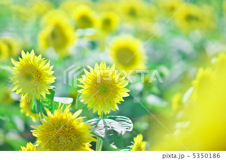 残暑お見舞い申し上げます。 残暑お見舞い申し上げます。 5350186