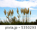 雲とススキ 5350293