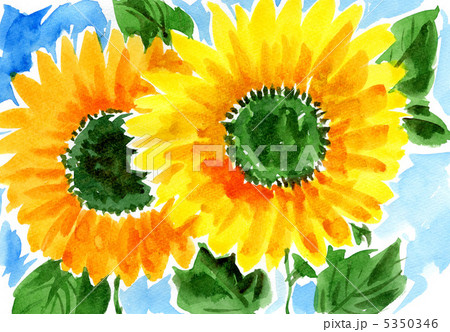 sunflower12815pix sunflower12815pix 5350346