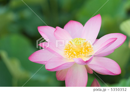 蓮の花のアップ 5350352