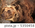 熊 5350458