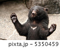 熊 5350459