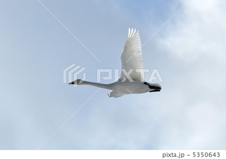 白鳥の飛翔 5350643