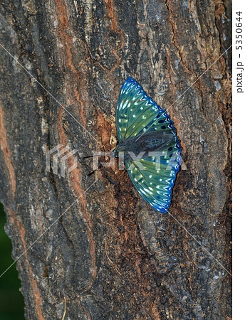 スミナガシチョウ 5350644