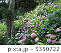紫陽花 5350722