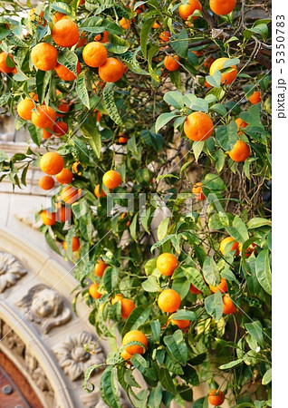 スペイン バルセロナ オレンジの木の写真素材