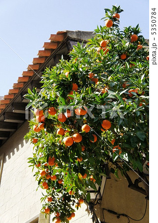 スペイン バルセロナ オレンジの木の写真素材