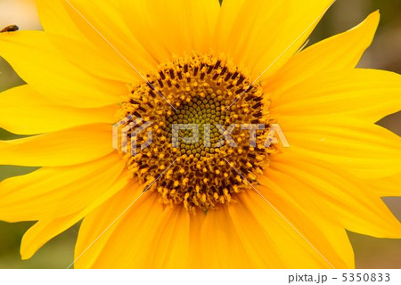 ひまわり 5350833