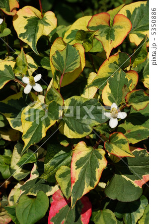 ドクダミの花（カメレオン） 5350886