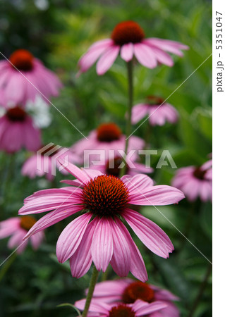 エキナセア エキナセア 5351047