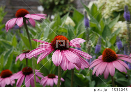 エキナセア エキナセア 5351048