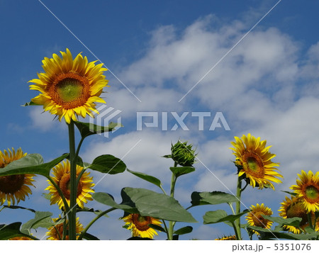 青空　ひまわり　ヨコ 5351076