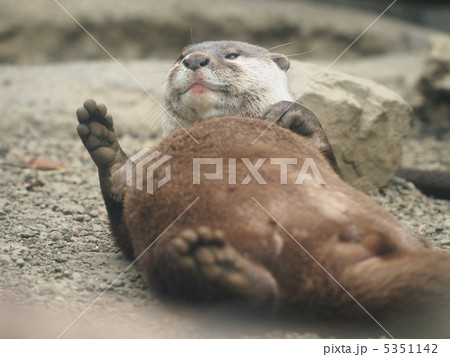 起き上がるカワウソ 5351142