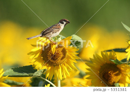 スズメ スズメ 5351381