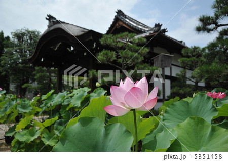 京都　法金剛院の蓮 5351458