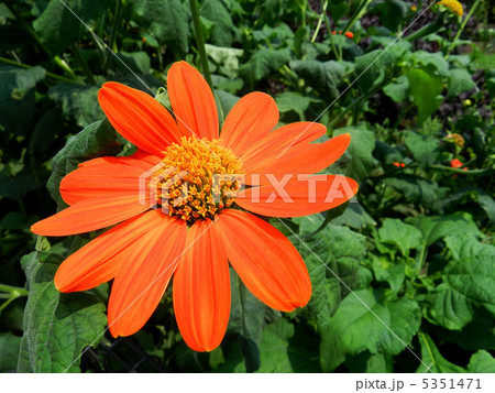 チトニア 5351471