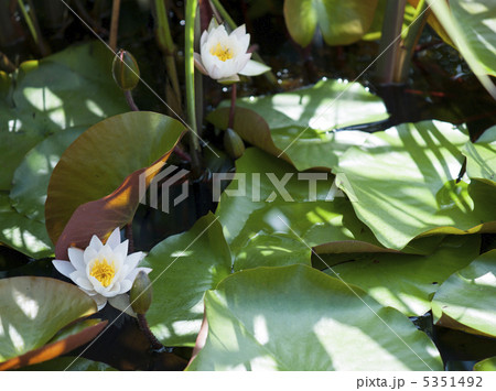 睡蓮 5351492