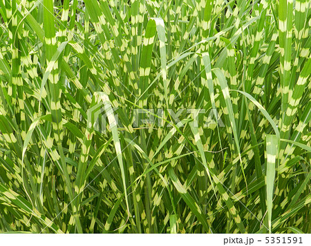 タカノハススキ(鷹の羽薄) タカノハススキ(鷹の羽薄) 5351591