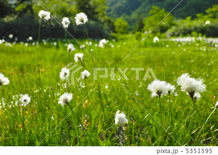 ワタスゲの湿原 5351595