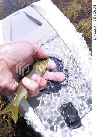 鮎を舟に入れる 5351601