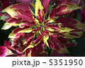 ハゲイトウ 5351950
